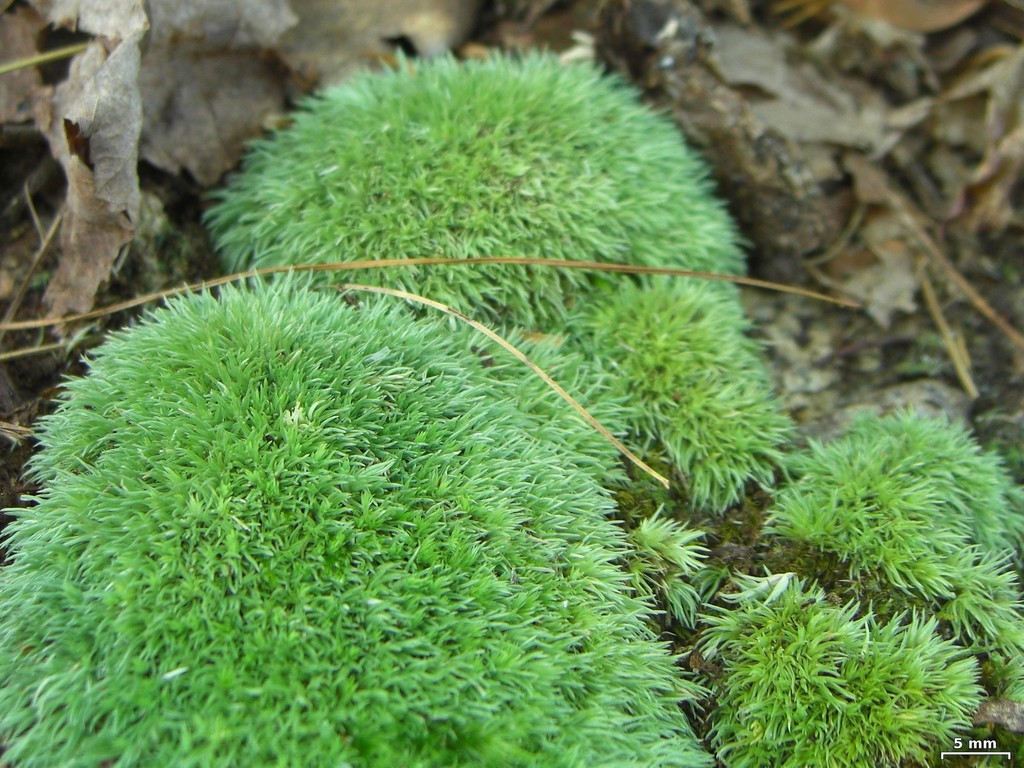 Leucobryum glaucum (pincushion moss) · iNaturalist