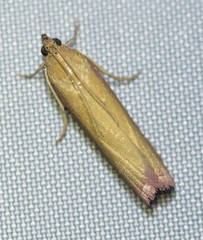 Oncocera