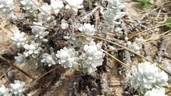 Achillea maritima maritima