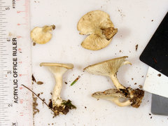 Clitocybe lamoureae image