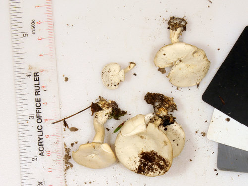 Clitocybe lamoureae image