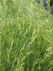 Bromus racemosus