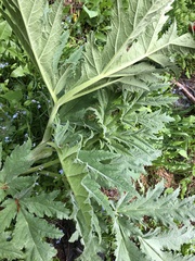 Heracleum freynianum