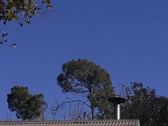 Lophaetus occipitalis