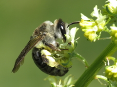 Suandrena