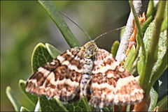 Chrysolarentia polycarpa