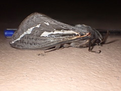 Abantiades argentata
