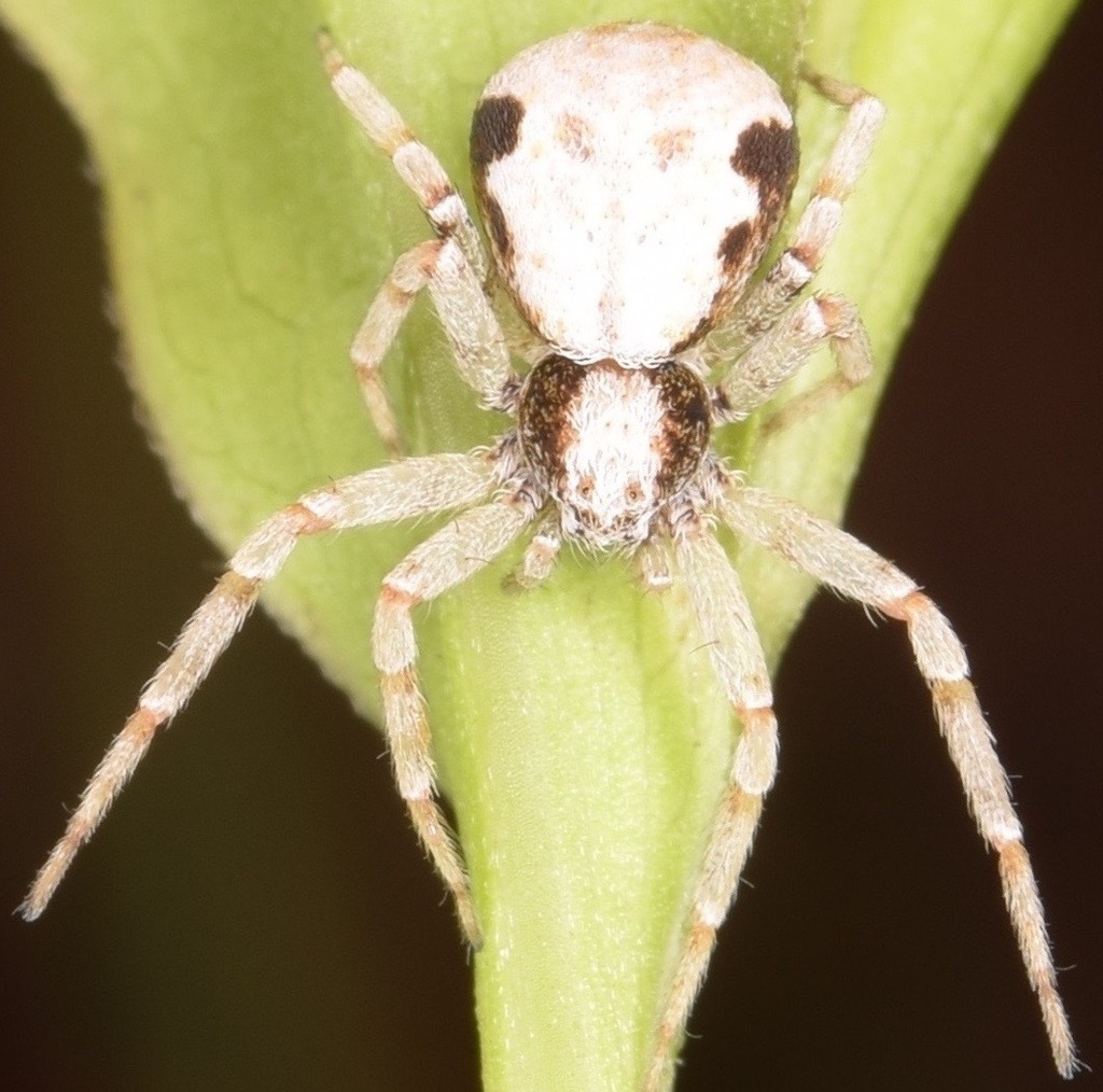 Metallic Crab Spider