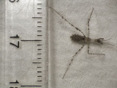 Stenolemus fraterculus