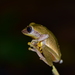 Variable Bush Frog - Photo (c) Renjith Jacob Mathews, some rights reserved (CC BY), uploaded by Renjith Jacob Mathews