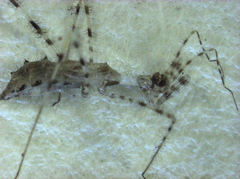 Stenolemus fraterculus