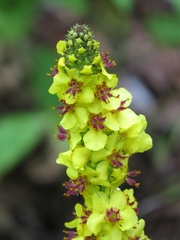 Verbascum alpinum