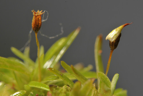 Leucobryum albidum