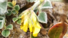 Medicago marina