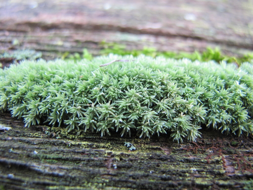 Leucobryum albidum