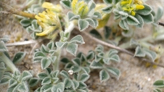 Medicago marina