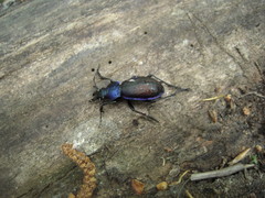 Carabus schoenherri