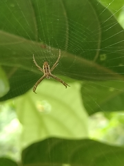 Argiope dang