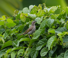 Territornis reticulata