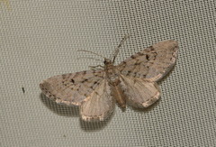 Eupithecia intricata