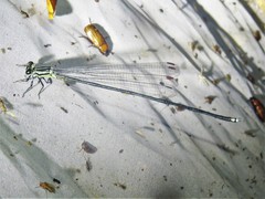 Mecistogaster modesta