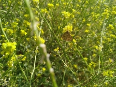 Evergestis frumentalis