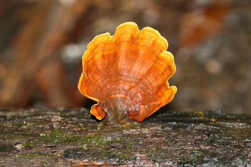 False Turkey-Tail