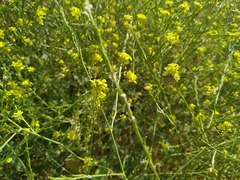 Evergestis frumentalis