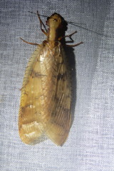 Platyneuromus reflexus