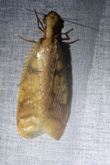 Platyneuromus reflexus