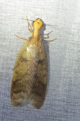 Platyneuromus reflexus