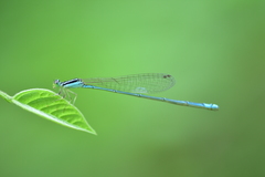 Aciagrion occidentale