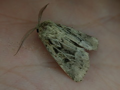 Spodoptera depravata