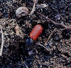 Bostrichus capucinus