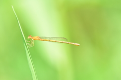 Agriocnemis pieris