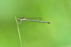 Agriocnemis pieris
