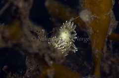 Diaphoreolis viridis