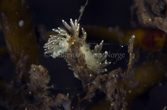 Diaphoreolis viridis