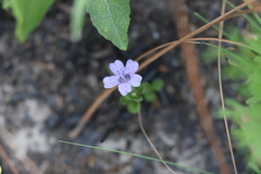 Dyschoriste oblongifolia