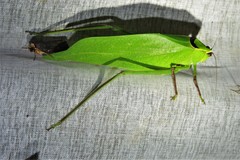 Stilpnochlora thoracica
