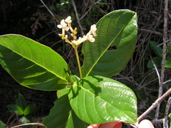 Guettarda platypoda
