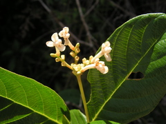 Guettarda platypoda