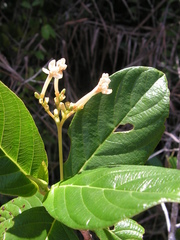 Guettarda platypoda