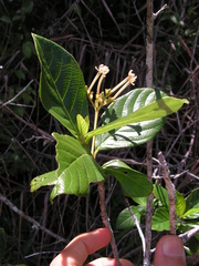 Guettarda platypoda