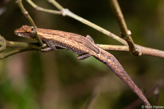 Lygodactylus bivittis