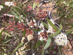 Eucalyptus gracilis