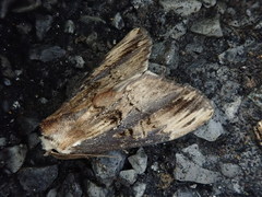Hexafrenum leucodera