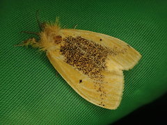 Kuromondokuga niphonis