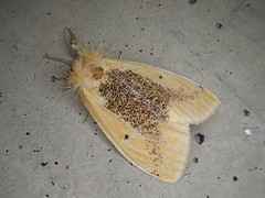 Kuromondokuga niphonis