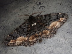 Jankowskia pseudathleta